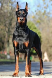 Doberman Pinscher: Top 10 Most Aggressive Dogs in the World