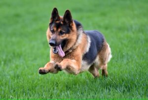 German Shepherd: Top 10 Most Aggressive Dogs in the World