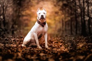 American Pit Bull: Top 10 Most Aggressive Dogs in the World