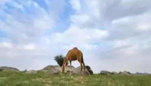 Camel in lush green near deserts of Mecca and Medina