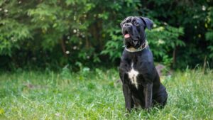 Cane Corso: Top 10 Most Aggressive Dogs in the World