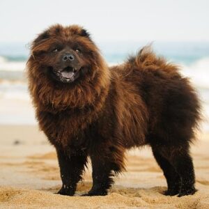 Chow-Chow: Top 10 Most Aggressive Dogs in the World