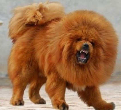 Top 10 Most Aggressive Dogs in the World: Understanding Their Traits and Physical Appearance