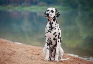 Dalmatian: Top 10 Most Aggressive Dogs in the World