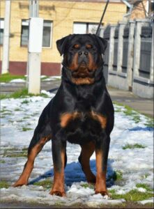  Rottweiler: Top 10 Most Aggressive Dogs in the World