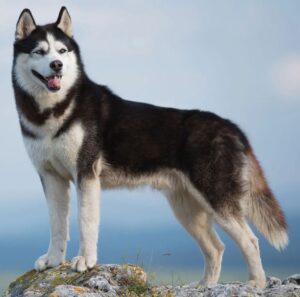 Siberian Husky: Top 10 Most Aggressive Dogs in the World