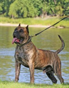 Presa Canario: Top 10 Most Aggressive Dogs in the World