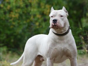 Dogo Argentino: Top 10 Most Aggressive Dogs in the World